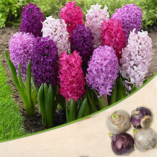 Hyacinth (Random Color) - Bulbs